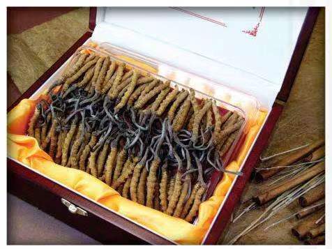 娄星冬虫夏草回收